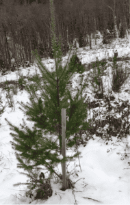 Parcelle forestières Sur le Brugeron